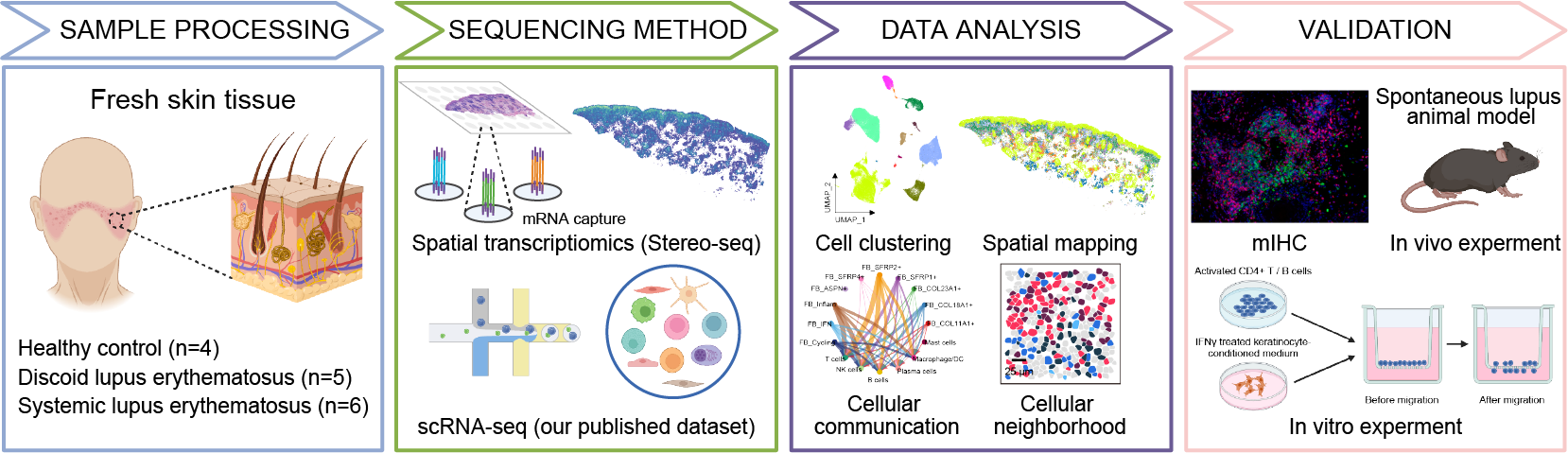Spatiotemporal Characterization of Skin Lesions in Lupus Erythematosus