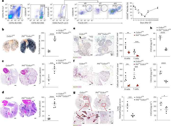 Figure 2 | CD206hi IMs organize lymphocyte recruitment and antitumor immunity
