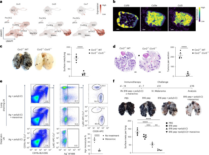 Figure 5 | Maraviroc enhances cancer vaccine immunity by blocking moDC migration to draining lymph nodes