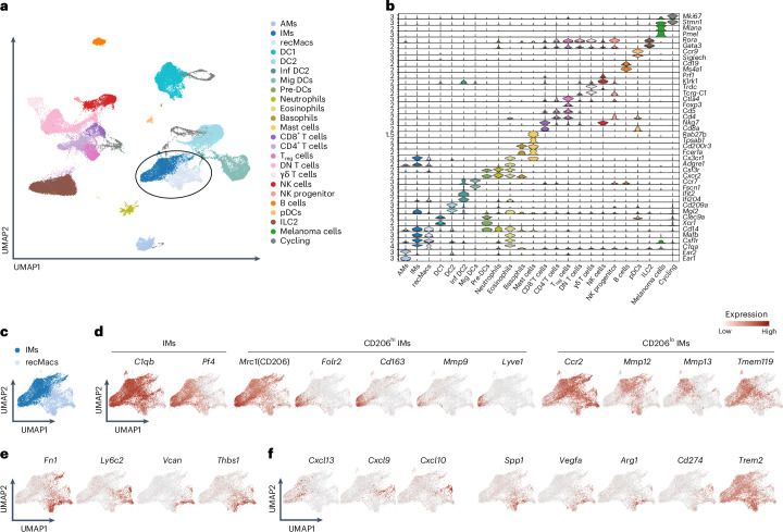 Figure 1 | scRNA-seq of pulmonary melanoma identifies gene signatures in CD206hi IMs, CD206lo IMs and recMacs