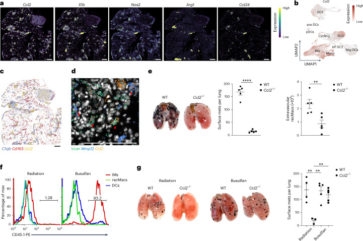 Figure 4 | Ccl2 expression by IMs is critical for the recruitment of recMacs