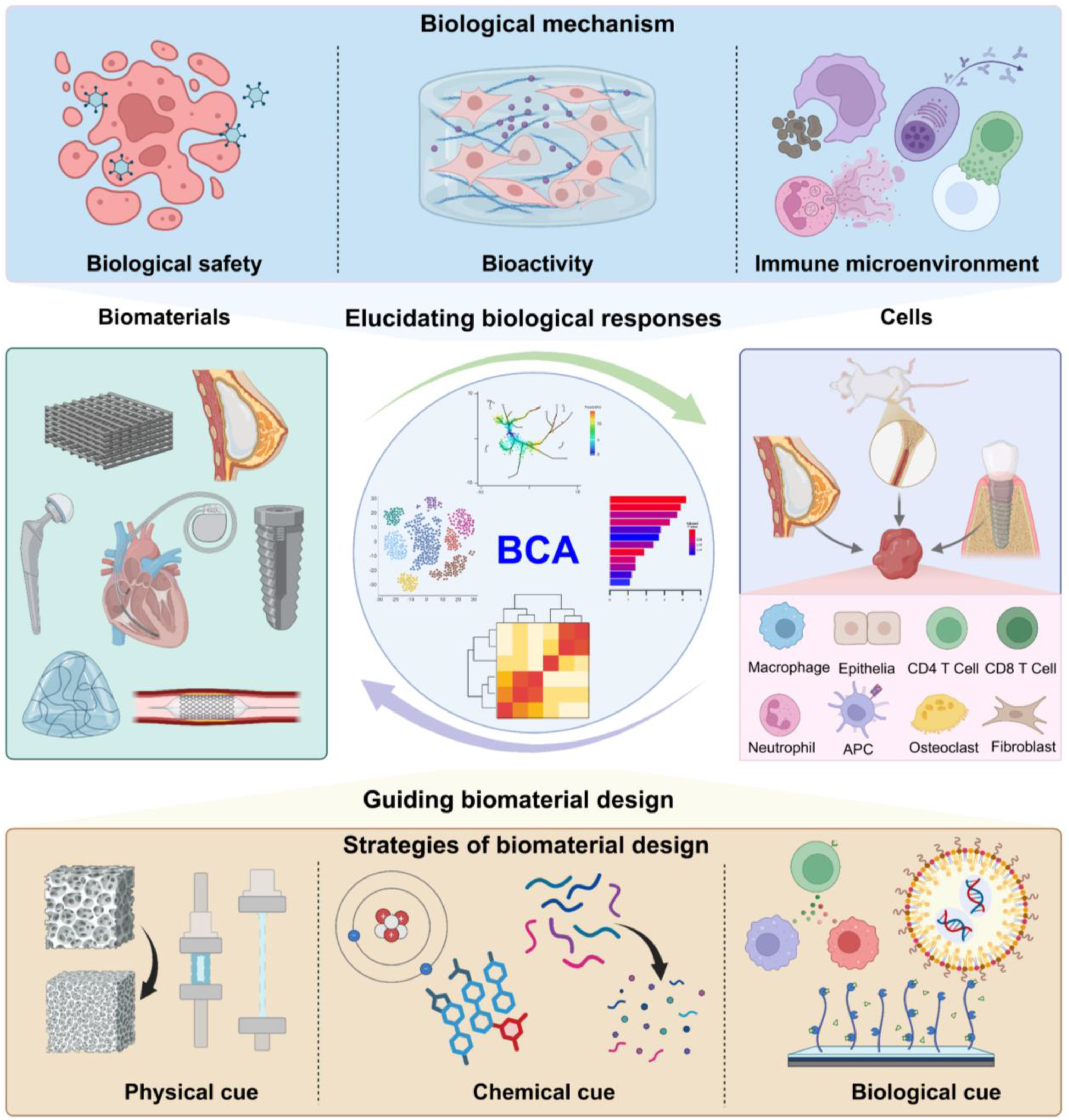 Figure 7 | BCA feedback loop