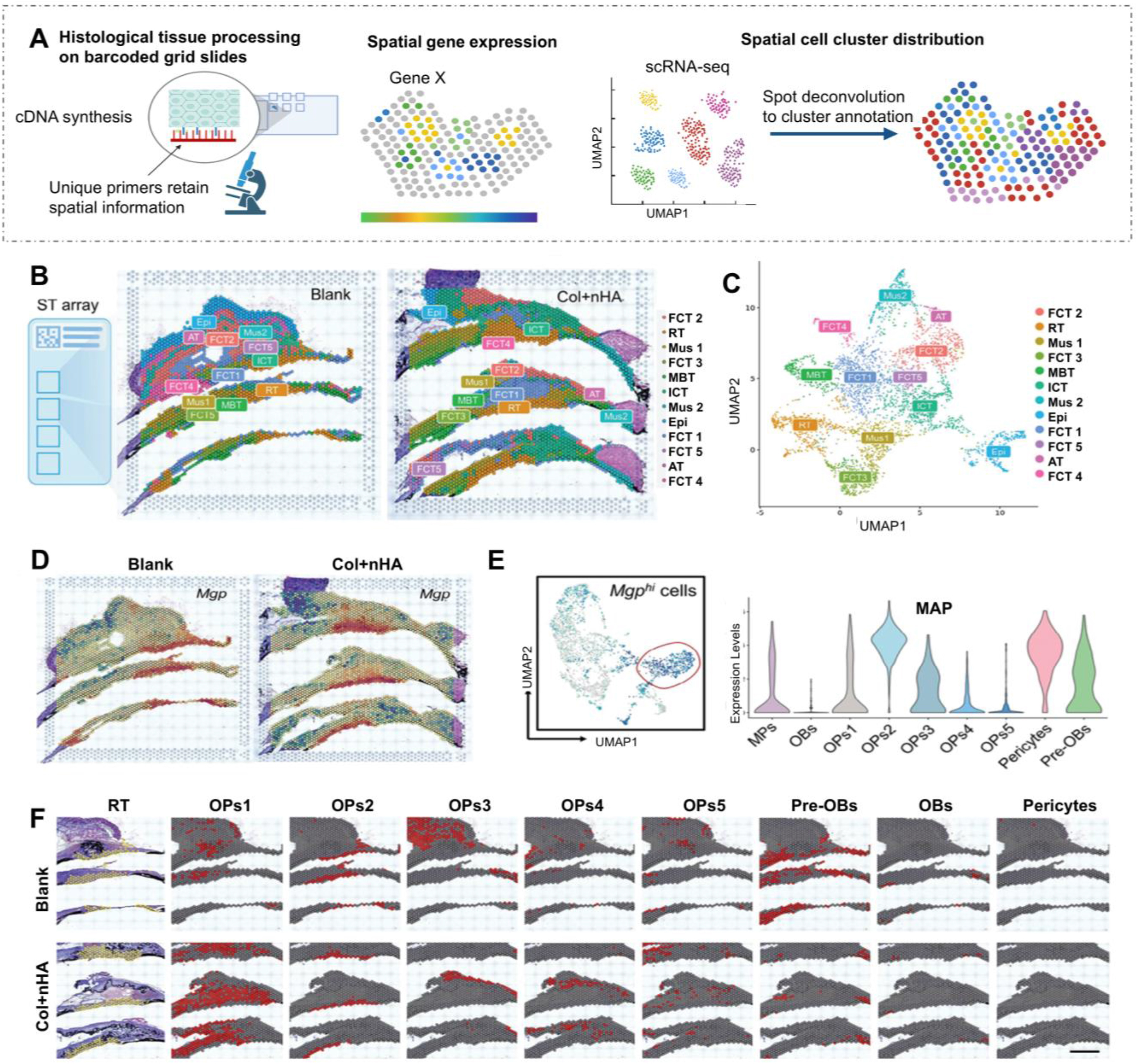 Figure 6 | spatial mapping in bone regeneration
