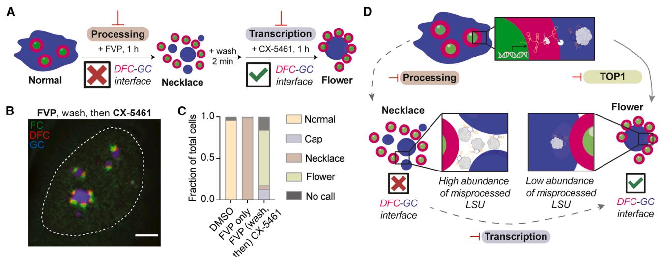 Figure_7_rRNA_interface_model.jpg